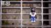 图片 2013 Stayreal X BE@RBRICK