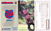 图片 2004 Medicom Series 07 Animal Monkey BE＠RBRICK