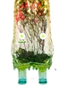 图片 2018 POPSICLE MON 彩花冰棒