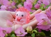 图片 2019 Hogkey Baby Hogkey Rosy heart