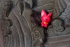 图片 2019 神鬼動物 順風耳-蝙蝠