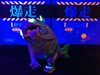 图片 2019 豆芽水產 Mame Moyashi 爆走