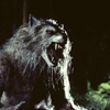图片 2022 華納電影 招魂宇宙 黑魔犬 THE WEREWOLF